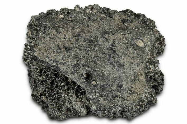 Fossil Glyptodont (Glyptotherium) Bony Armor Osteoderm - Florida #351071